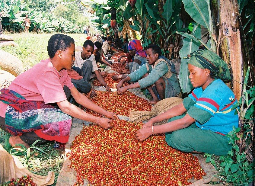 Koperasi Petani Kopi