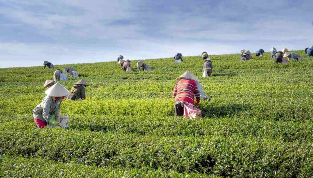 Pendirian Koperasi di Bidang Peternakan