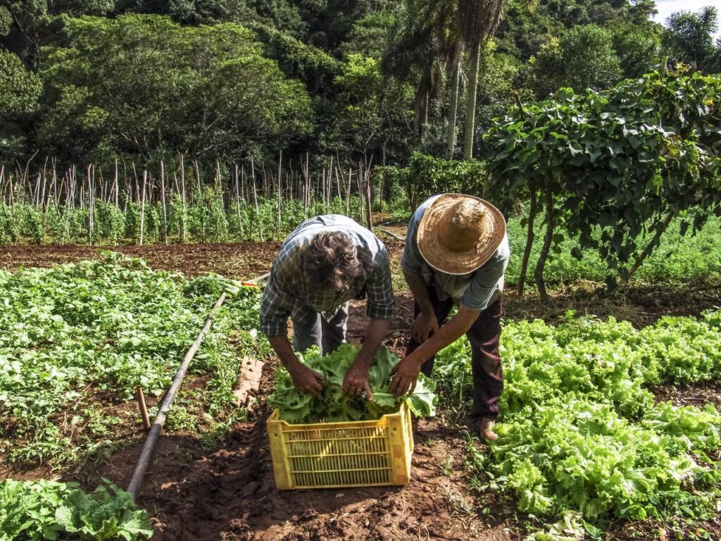 Pendirian Koperasi di Kawasan Pedesaan