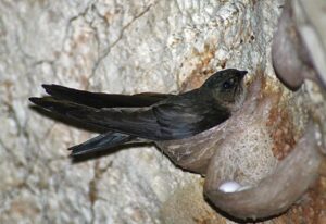 Pajak Sarang Burung Walet untuk PT Perorangan