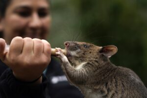 RAT dan Kesejahteraan Anggota