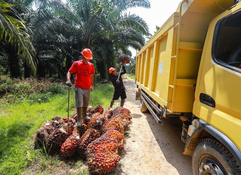 Jasa Pendirian PT Perorangan Tapanuli Selatan