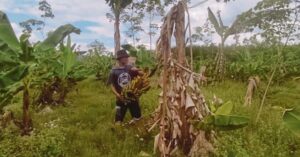 Jasa Pembuatan Koperasi Kebon Pisang Bandung