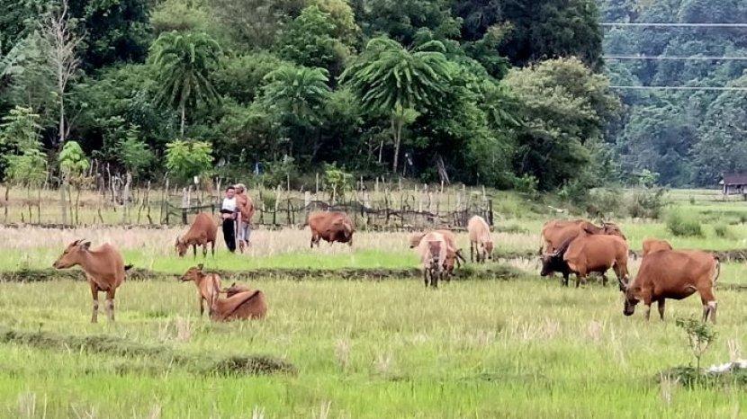 Jasa Pendirian PT Barru