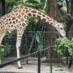 Jasa Pendirian PT Ragunan Jakarta