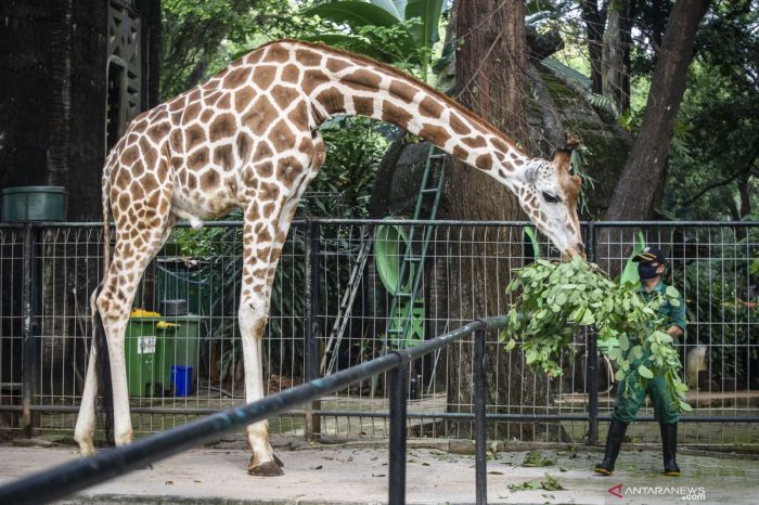 Jasa Pendirian PT Ragunan Jakarta