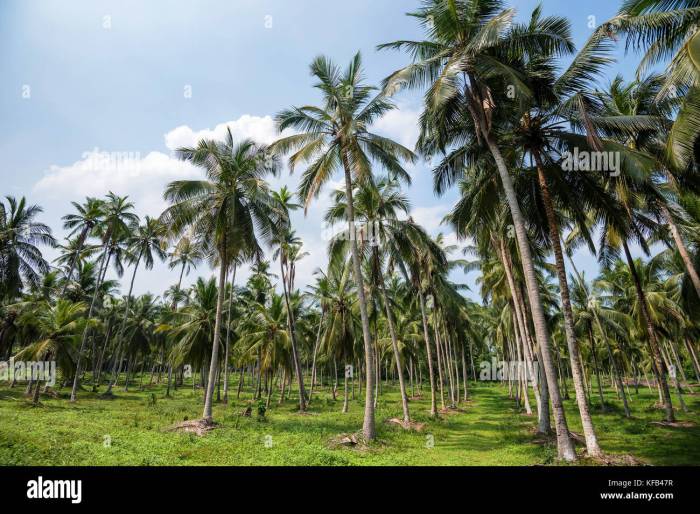 Jasa Pendirian Koperasi Kebon Kelapa Jakarta