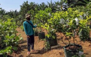 Jasa Pendirian Koperasi Kebon Kacang Jakarta