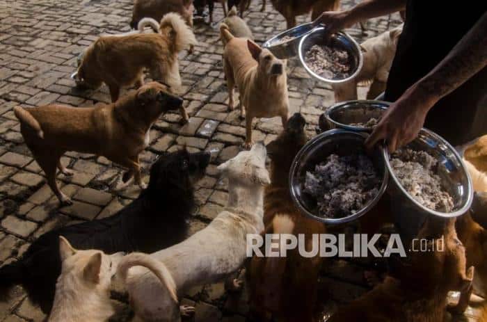 Jasa Pembuatan Yayasan Pelindung Hewan Bandung